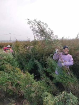 济南30厘米侧柏苗木种植基地