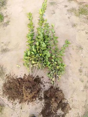 滨州2.5米高北海道黄杨种植基地