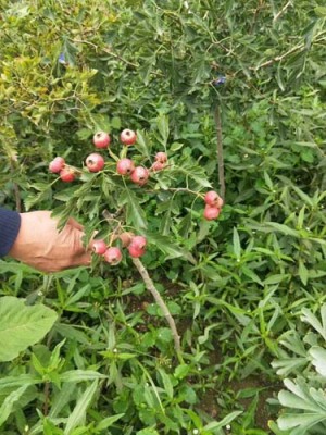 河北1米高山楂苗种植基地