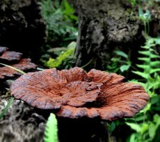 上海长宁野生灵芝泡酒的作用