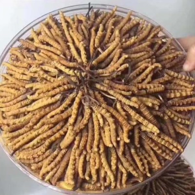 江阴虫草上门回收商家