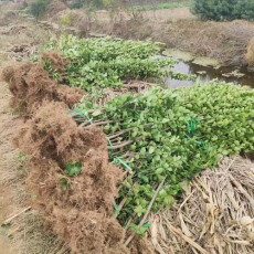 上海30厘米北海道黄杨基地