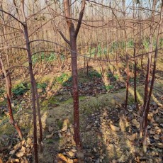 河南0.7公分水蜜桃苹果苗苗圃基地在哪里