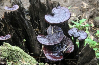 文昌野生灵芝多少钱一斤