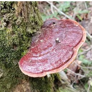 达州野生灵芝鉴定专家