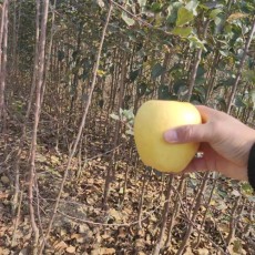 西藏1.5公分苹果实地苗种植基地