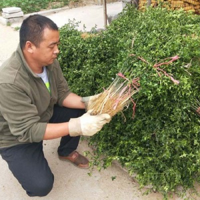 菏泽50厘米枸橘苗苗圃基地电话