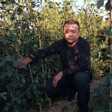甘肃0.5公分大金星山楂苗种植基地