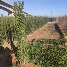 周口2米高北海道黃楊種植基地