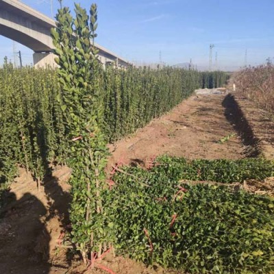 周口2米高北海道黄杨种植基地