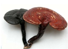 黑龙江鉴定灵芝中心