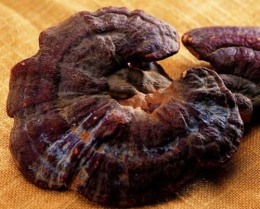 神农架鉴定灵芝免费咨询