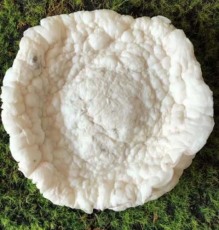邓州鉴定灵芝可私下交易