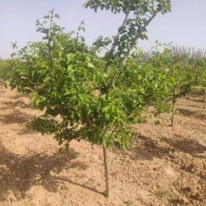 遼寧1.5公分大金星山楂苗種植基地