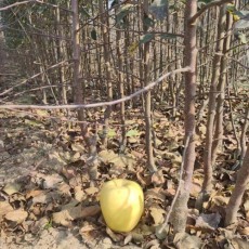 山东1公分水蜜桃苹果苗苗圃基地在哪里