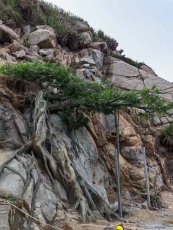 咸阳水泥假树制作流程
