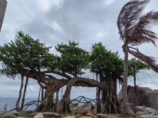 嘉峪关水泥假树生产厂家