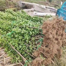 聊城多分枝北海道黃楊苗圃基地電話