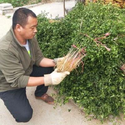 衡水60厘米枸橘苗苗圃基地在哪里