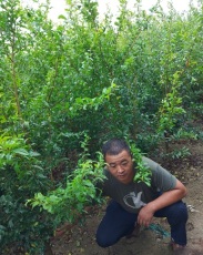 石榴樹苗 泰山紅石榴苗 甜石榴苗價格