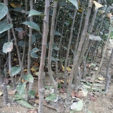 新西蘭火箭果 樂其蘋果苗 樂其蘋果苗價格