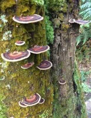 北京石景山野生灵芝回收