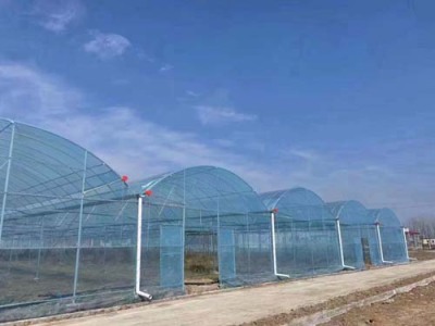 偃师连栋蔬菜温室可实地测量搭建