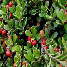 红河州回收硫代丁酸乙酯