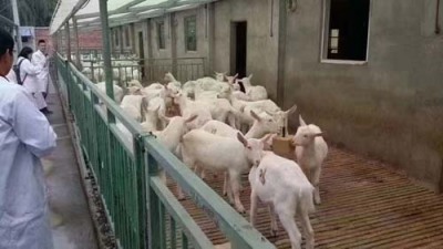南头街道网上订鲜牛奶怎么订