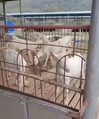 蛇口街每天早上订羊奶什么牌子好