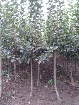 西藏4公分维纳斯黄金苹果苗出售