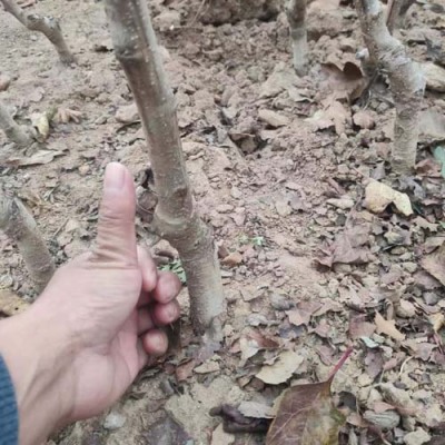 辽宁0.7公分甜红子山楂苗产地