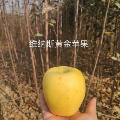 甘肃4公分苹果实地苗批发