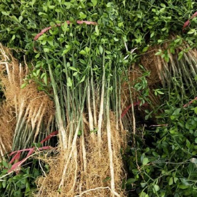 菏泽60厘米枳壳苗种植基地