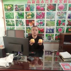 0.8公分維納斯黃金蘋果苗價格 蘋果樹苗