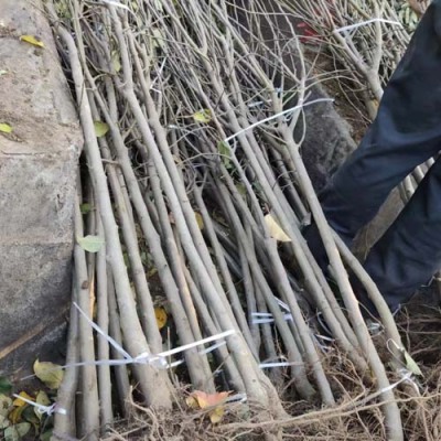 河南8公分苹果苗苗圃基地电话