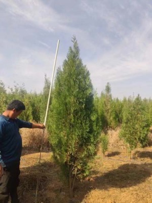 许昌2.5米高侧柏苗木种植基地