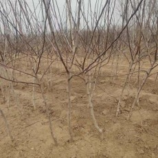 甘肃1米高甜红子山楂苗批发基地