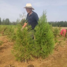 周口3米高侧柏苗木种植基地