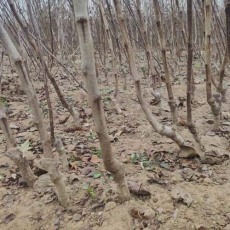 甘肃1米高甜红子山楂苗种植基地