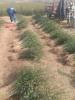 广西0.6公分枳壳苗种植基地