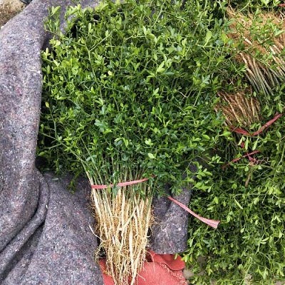 德州0.3公分枸橘苗优质供应