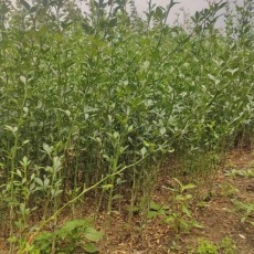 菏泽0.4公分枳壳苗产地