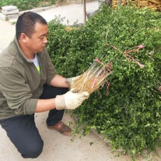 临沂50厘米枸橘苗苗圃基地电话