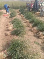 潍坊0.4公分枸橘苗种植基地