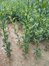 邢台0.3公分枸橘苗种植基地