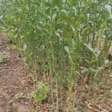 江苏0.5公分枸橘苗供应