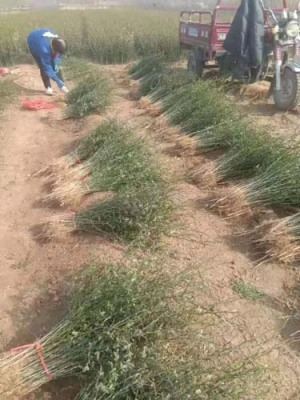 许昌0.5公分枸橘苗种植基地