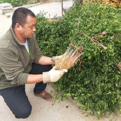 滨州0.6公分枳壳苗种植基地