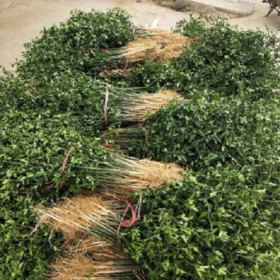 临沂50厘米枳壳苗产地
